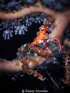 "Blending"
A Neck Crab chilling in a Gorgonian. by Dusty Norman 